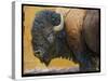 Bison Portrait III-Chris Vest-Stretched Canvas