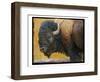 Bison Portrait III-Chris Vest-Framed Art Print