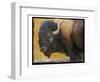 Bison Portrait III-Chris Vest-Framed Art Print