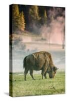 Bison Portrait-Vincent James-Stretched Canvas