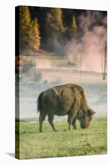 Bison Portrait-Vincent James-Stretched Canvas