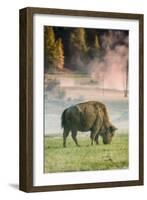 Bison Portrait-Vincent James-Framed Photographic Print