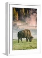 Bison Portrait-Vincent James-Framed Photographic Print