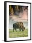 Bison Portrait-Vincent James-Framed Photographic Print