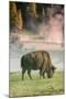 Bison Portrait-Vincent James-Mounted Photographic Print