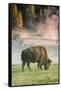 Bison Portrait-Vincent James-Framed Stretched Canvas