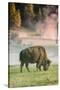 Bison Portrait-Vincent James-Stretched Canvas