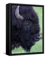 Bison Profile, Yellowstone National Park, Wyoming, USA-Jamie & Judy Wild-Framed Stretched Canvas