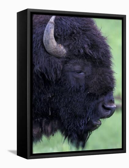 Bison Profile, Yellowstone National Park, Wyoming, USA-Jamie & Judy Wild-Framed Stretched Canvas