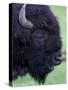 Bison Profile, Yellowstone National Park, Wyoming, USA-Jamie & Judy Wild-Stretched Canvas