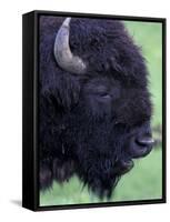 Bison Profile, Yellowstone National Park, Wyoming, USA-Jamie & Judy Wild-Framed Stretched Canvas