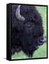 Bison Profile, Yellowstone National Park, Wyoming, USA-Jamie & Judy Wild-Framed Stretched Canvas