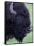 Bison Profile, Yellowstone National Park, Wyoming, USA-Jamie & Judy Wild-Framed Stretched Canvas