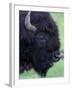 Bison Profile, Yellowstone National Park, Wyoming, USA-Jamie & Judy Wild-Framed Premium Photographic Print