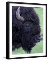 Bison Profile, Yellowstone National Park, Wyoming, USA-Jamie & Judy Wild-Framed Premium Photographic Print