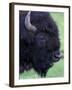 Bison Profile, Yellowstone National Park, Wyoming, USA-Jamie & Judy Wild-Framed Premium Photographic Print