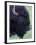 Bison Profile, Yellowstone National Park, Wyoming, USA-Jamie & Judy Wild-Framed Premium Photographic Print