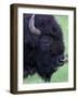 Bison Profile, Yellowstone National Park, Wyoming, USA-Jamie & Judy Wild-Framed Photographic Print