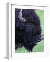 Bison Profile, Yellowstone National Park, Wyoming, USA-Jamie & Judy Wild-Framed Photographic Print