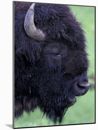 Bison Profile, Yellowstone National Park, Wyoming, USA-Jamie & Judy Wild-Mounted Photographic Print
