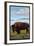 Bison Scene, Glacier National Park, Montana-Lantern Press-Framed Art Print