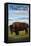Bison Scene, Yellowstone National Park-Lantern Press-Framed Stretched Canvas