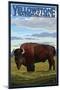 Bison Scene, Yellowstone National Park-Lantern Press-Mounted Art Print