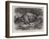 Bison Shot at the Foot of the Neilgherry Hills, Madras-null-Framed Giclee Print