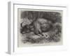 Bison Shot at the Foot of the Neilgherry Hills, Madras-null-Framed Giclee Print