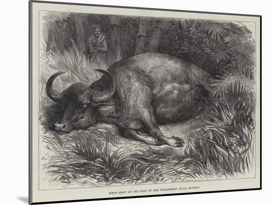 Bison Shot at the Foot of the Neilgherry Hills, Madras-null-Mounted Giclee Print