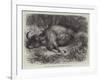 Bison Shot at the Foot of the Neilgherry Hills, Madras-null-Framed Giclee Print