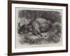 Bison Shot at the Foot of the Neilgherry Hills, Madras-null-Framed Giclee Print
