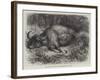 Bison Shot at the Foot of the Neilgherry Hills, Madras-null-Framed Giclee Print