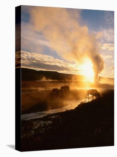 Bison Silhouetted at Sunrise as Old Faithful Erupts, Yellowstone National Park, Wyoming, USA-Adam Jones-Stretched Canvas