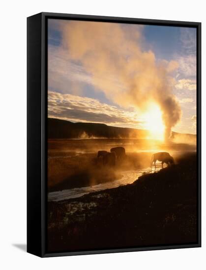 Bison Silhouetted at Sunrise as Old Faithful Erupts, Yellowstone National Park, Wyoming, USA-Adam Jones-Framed Stretched Canvas