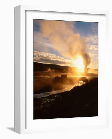 Bison Silhouetted at Sunrise as Old Faithful Erupts, Yellowstone National Park, Wyoming, USA-Adam Jones-Framed Photographic Print