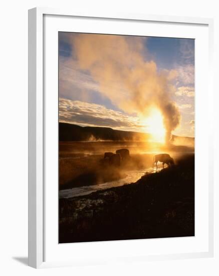 Bison Silhouetted at Sunrise as Old Faithful Erupts, Yellowstone National Park, Wyoming, USA-Adam Jones-Framed Photographic Print