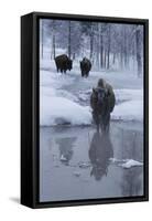 Bison Standing along a Stream in Winter-W. Perry Conway-Framed Stretched Canvas