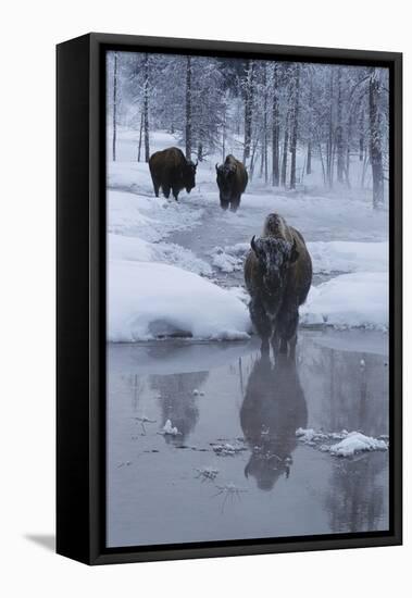 Bison Standing along a Stream in Winter-W. Perry Conway-Framed Stretched Canvas