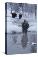 Bison Standing along a Stream in Winter-W. Perry Conway-Stretched Canvas