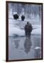 Bison Standing along a Stream in Winter-W. Perry Conway-Framed Premium Photographic Print