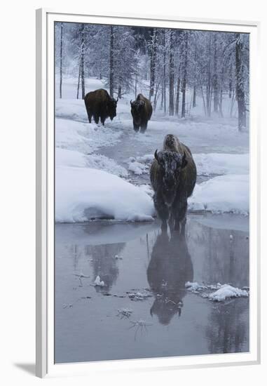 Bison Standing along a Stream in Winter-W. Perry Conway-Framed Premium Photographic Print