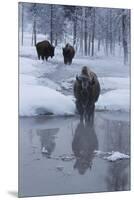 Bison Standing along a Stream in Winter-W. Perry Conway-Mounted Premium Photographic Print