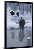 Bison Standing along a Stream in Winter-W. Perry Conway-Framed Premium Photographic Print