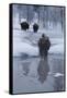 Bison Standing along a Stream in Winter-W. Perry Conway-Framed Stretched Canvas