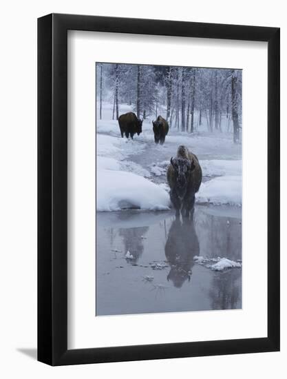 Bison Standing along a Stream in Winter-W. Perry Conway-Framed Photographic Print