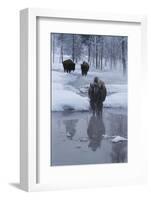 Bison Standing along a Stream in Winter-W. Perry Conway-Framed Photographic Print