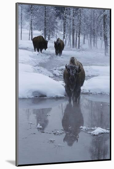 Bison Standing along a Stream in Winter-W. Perry Conway-Mounted Photographic Print