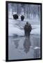 Bison Standing along a Stream in Winter-W. Perry Conway-Framed Photographic Print