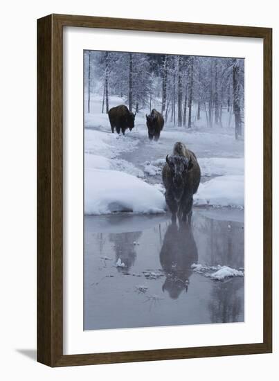 Bison Standing along a Stream in Winter-W. Perry Conway-Framed Photographic Print